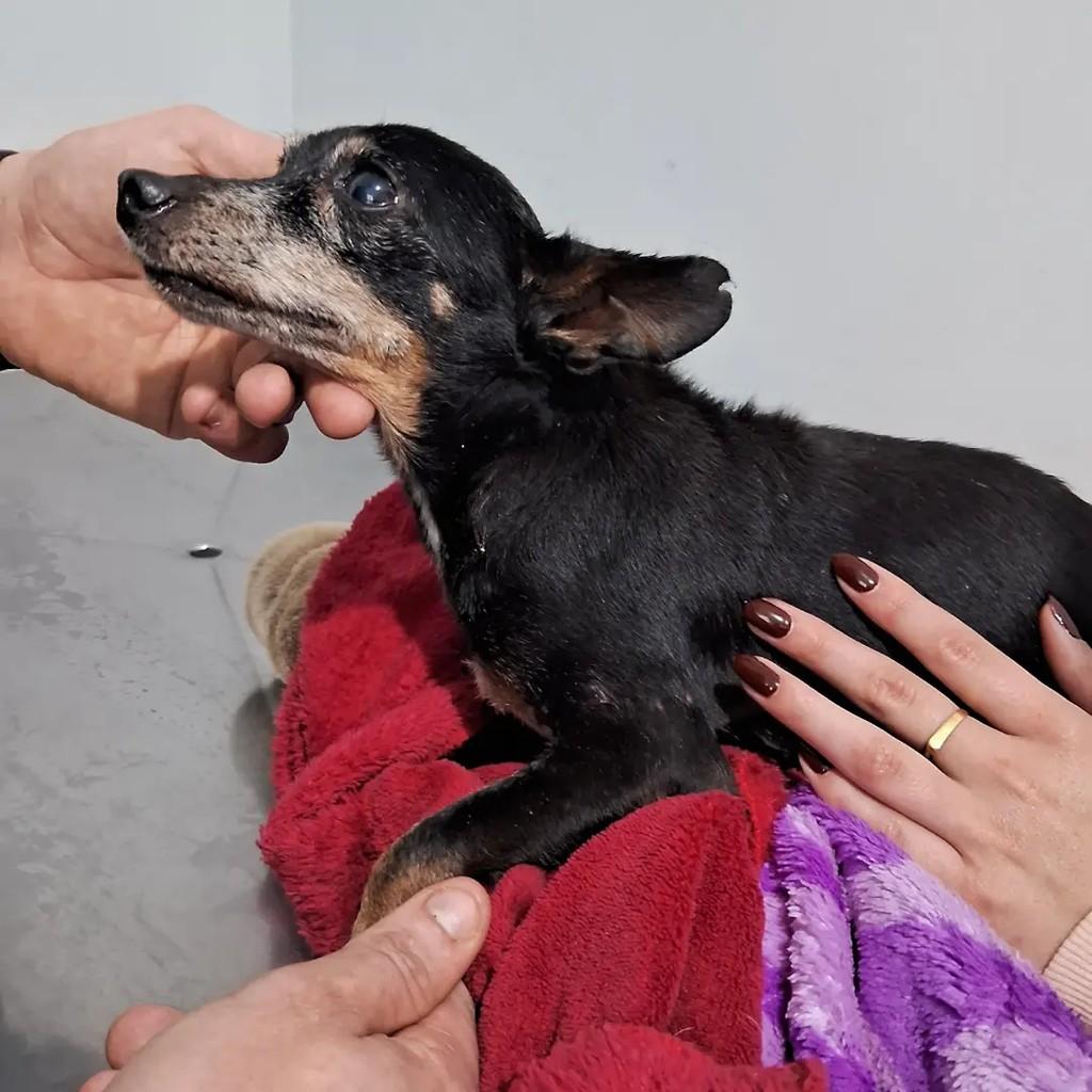 Pipo, cachorro de porte pequeno para adoção em São José - SC
