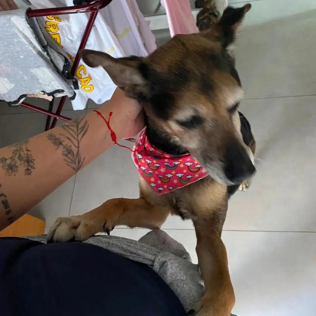Bela, cadela de porte pequeno para adoção em São José - SC