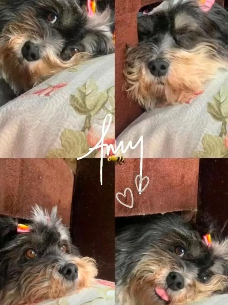 Any, cadela de porte pequeno para adoção em São José - SC