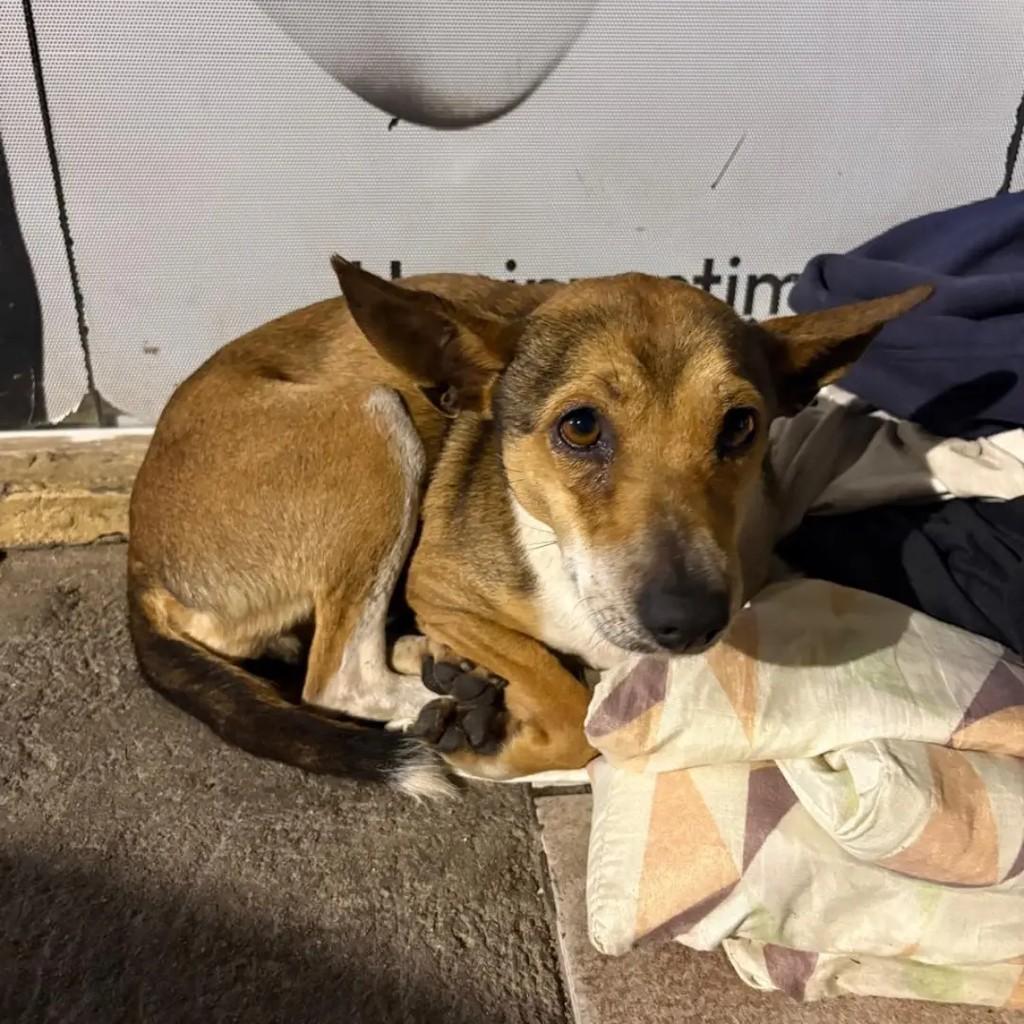 Chandelle, cadela de porte pequeno para adoção em São José - SC
