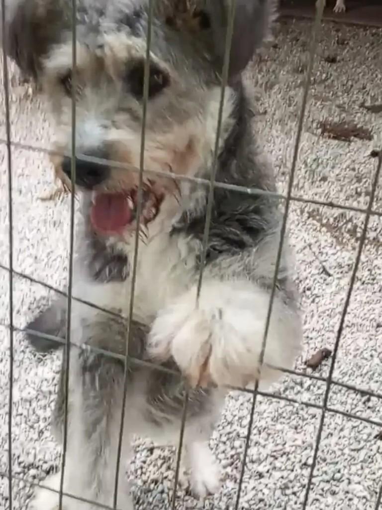 Pandinha, cachorro de porte pequeno para adoção em São José - SC