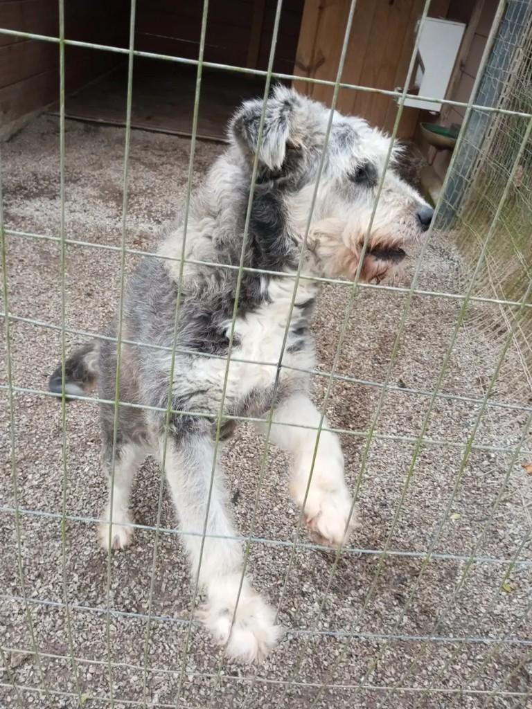 Pandinha, cachorro de porte pequeno para adoção em São José - SC — foto 2 de 2