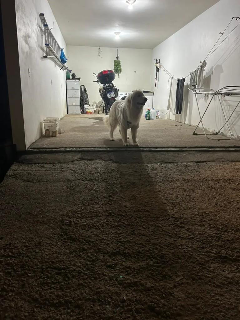 Tequila, cadela de porte grande para adoção em São José - SC