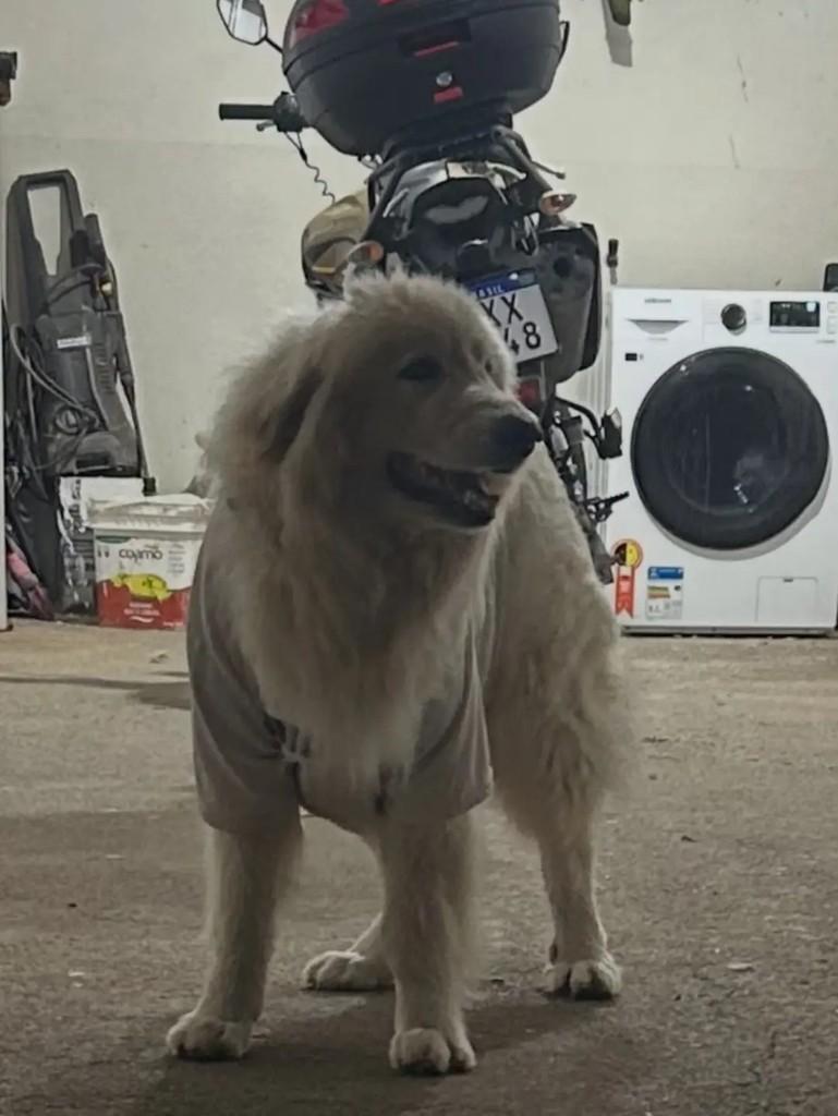 Tequila, cadela de porte grande para adoção em São José - SC — foto 2 de 4