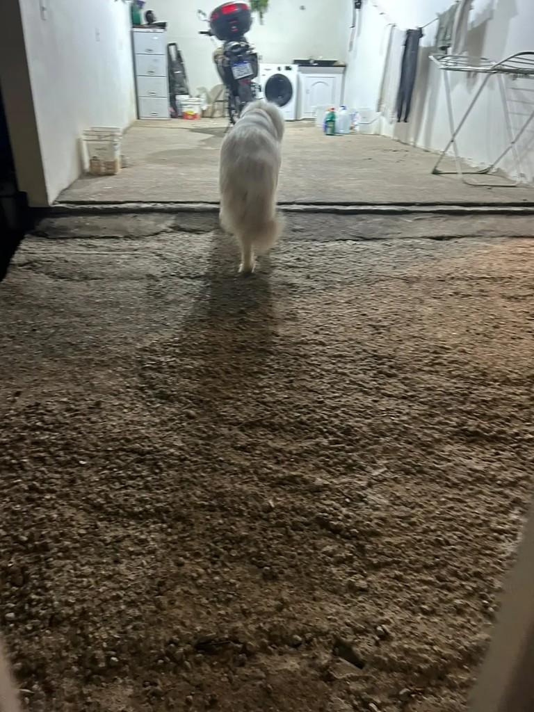 Tequila, cadela de porte grande para adoção em São José - SC — foto 3 de 4