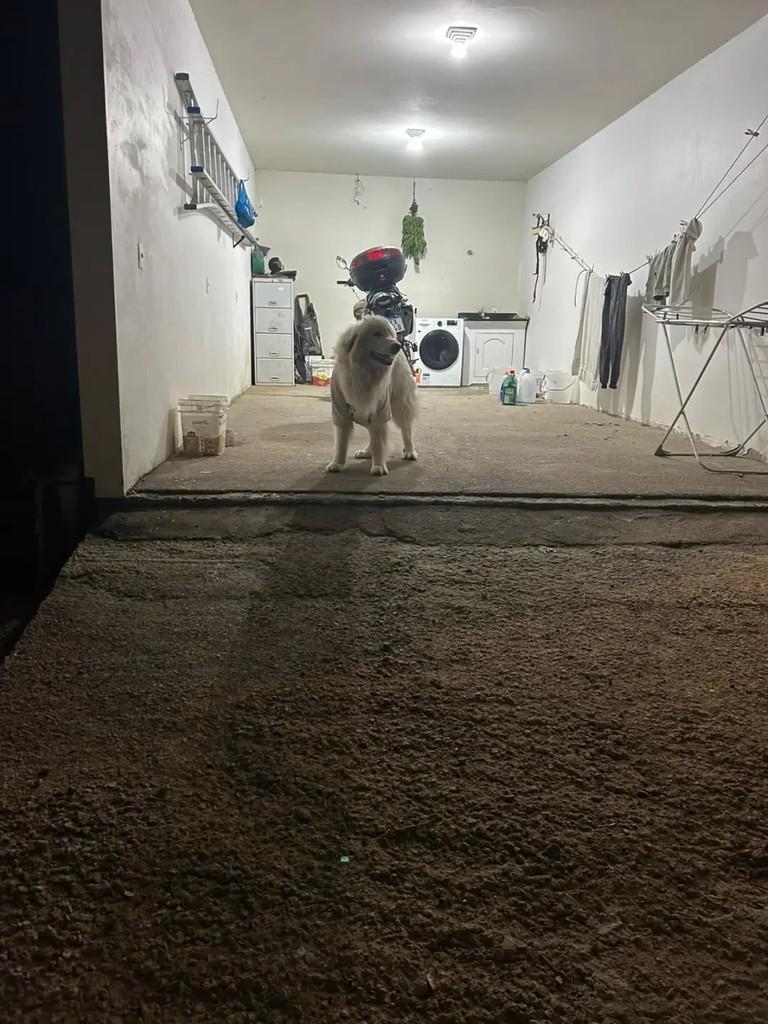 Tequila, cadela de porte grande para adoção em São José - SC — foto 4 de 4