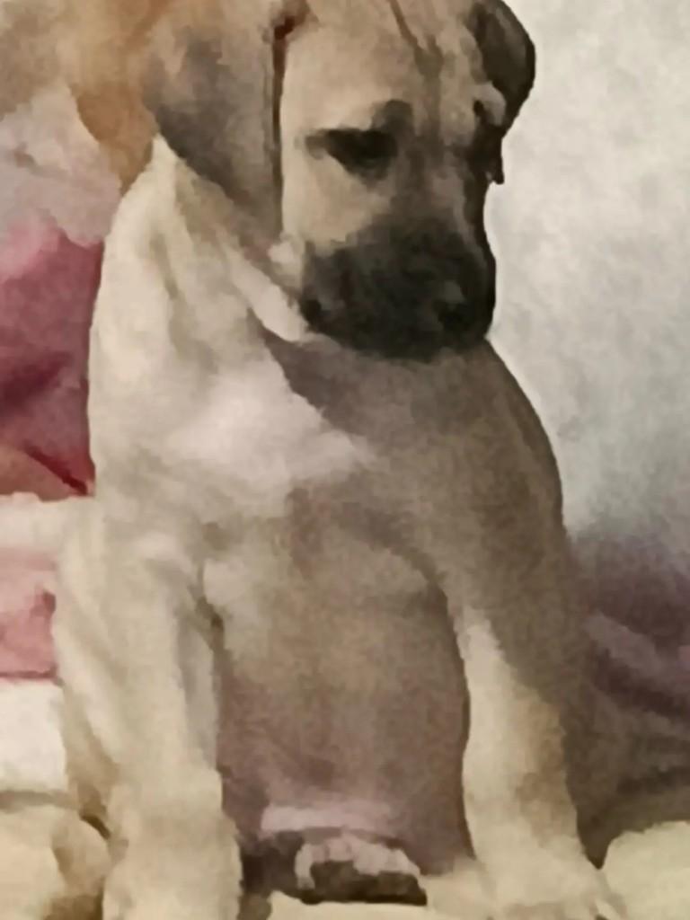Zion, cachorro de porte médio para adoção em São José - SC