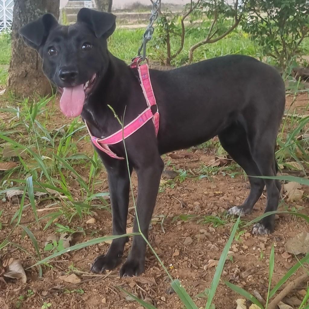 Luna, cadela de porte médio para adoção em Brasília - DF