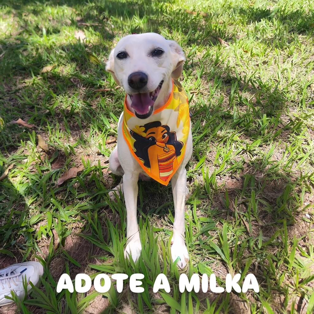 Milka, cadela de porte médio para adoção em Brasília - DF