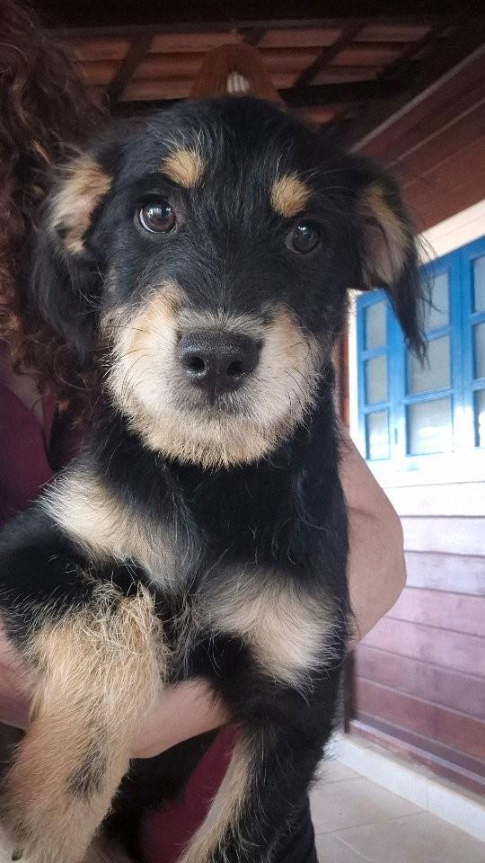 Fofão, cachorro de porte pequeno para adoção em Brasília - DF