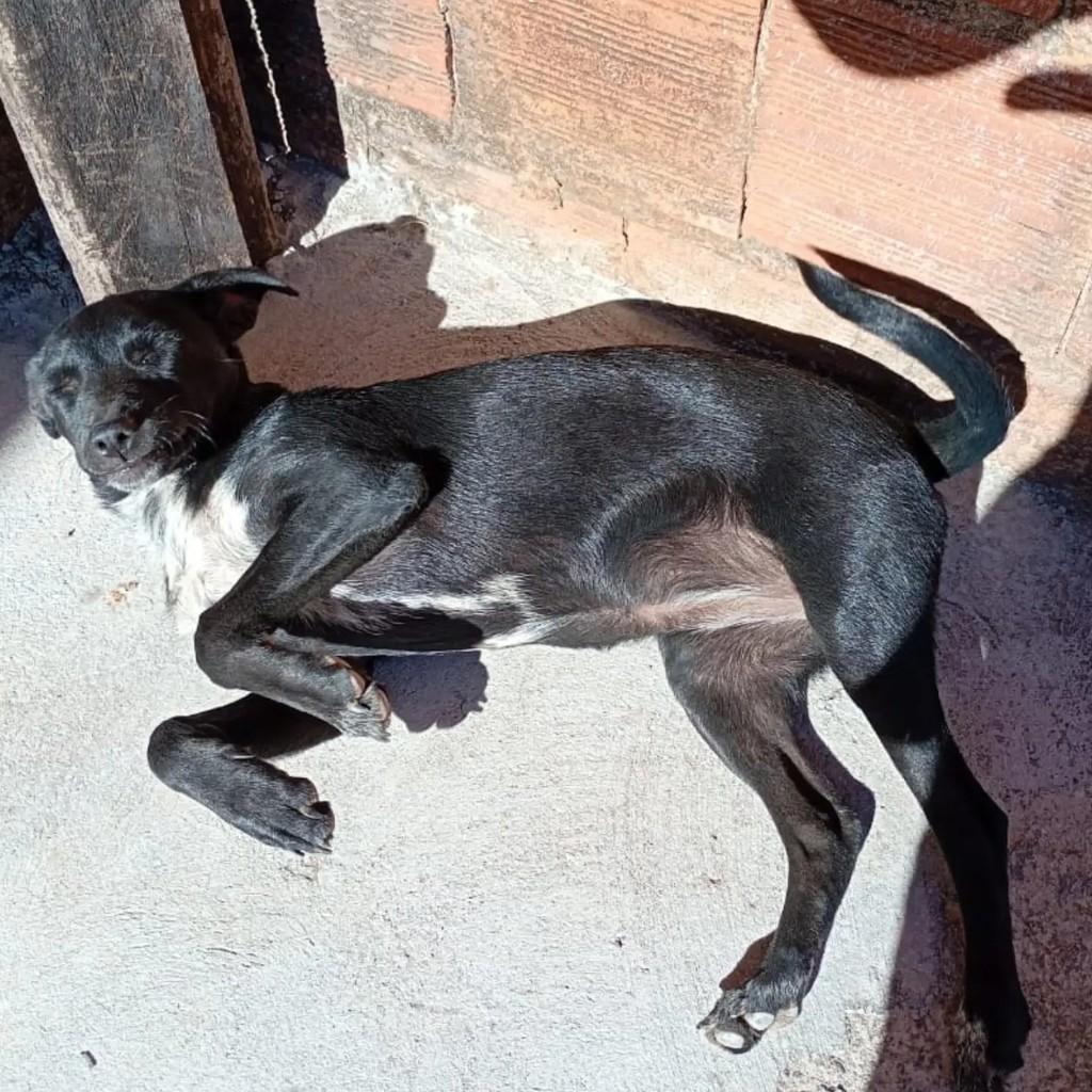 Lisa, cadela de porte pequeno para adoção em Brasília - DF