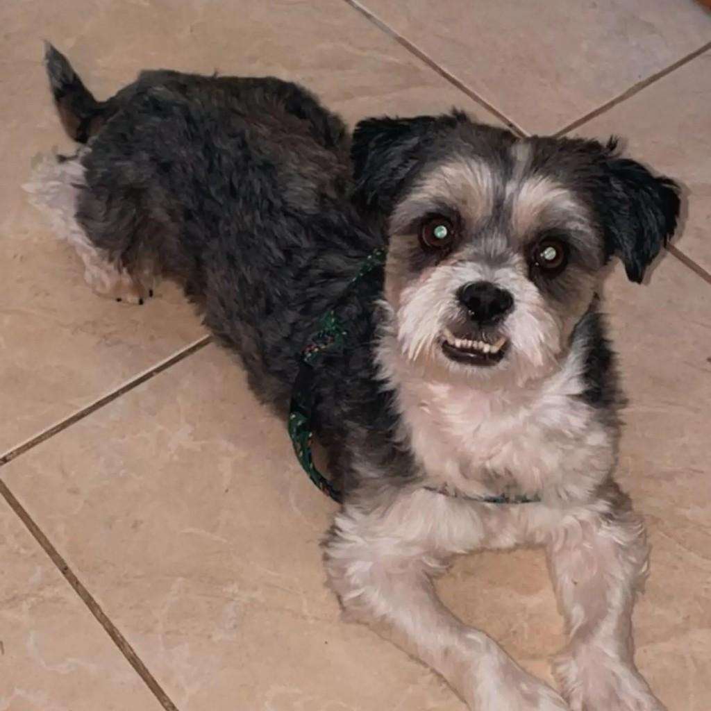 Logan, cachorro de porte pequeno para adoção em Brasília - DF