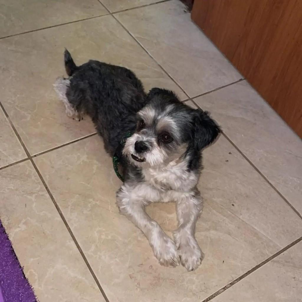 Logan, cachorro de porte pequeno para adoção em Brasília - DF — foto 2 de 2