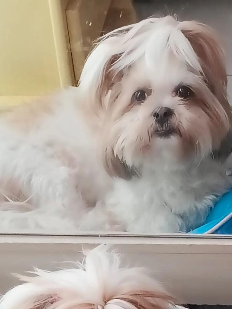 Nina, cachorro de porte pequeno para adoção em Brasília - DF