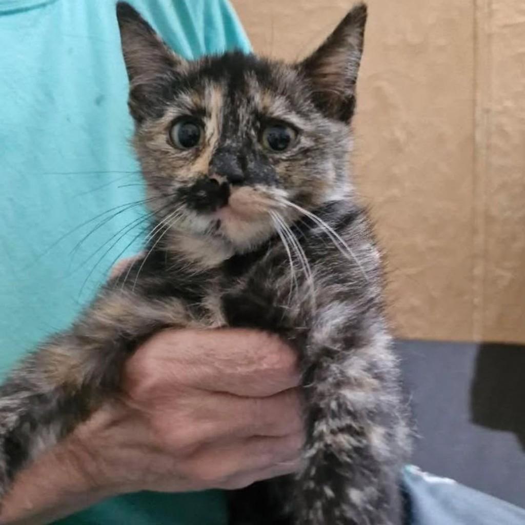 Princesa, gato de porte pequeno para adoção em Osasco - SP