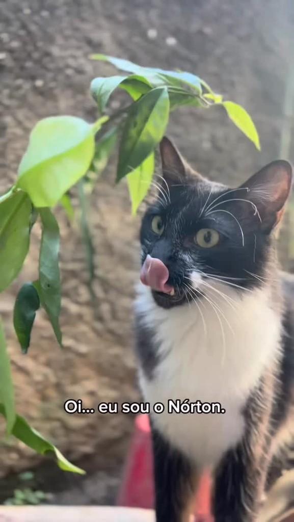 Norton, gato de porte pequeno para adoção em Osasco - SP