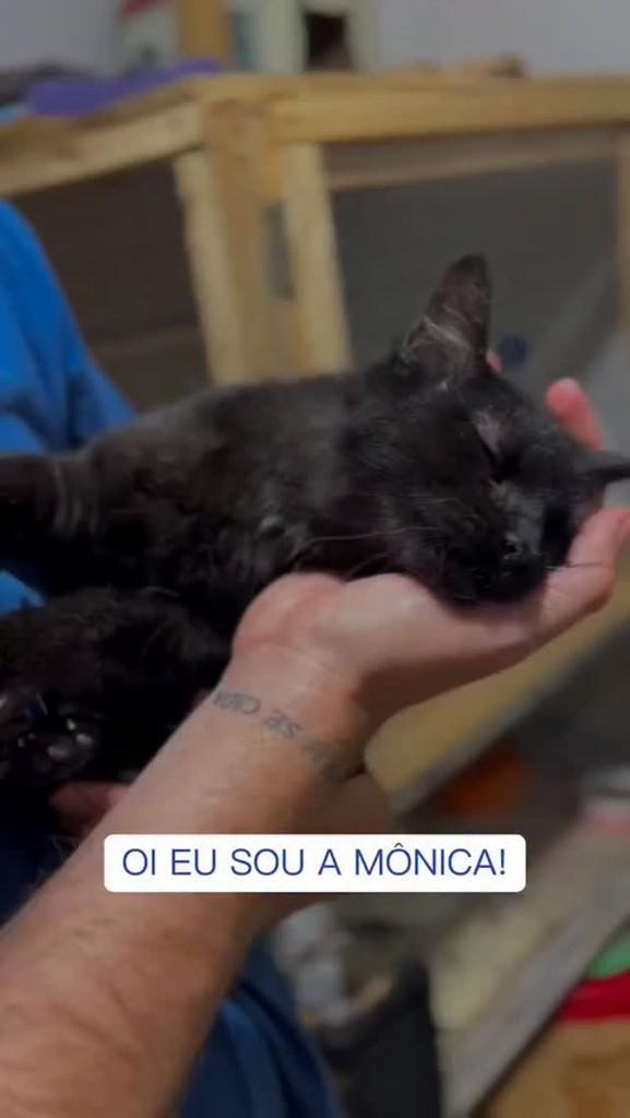Mônica, gata de porte pequeno para adoção em Osasco - SP