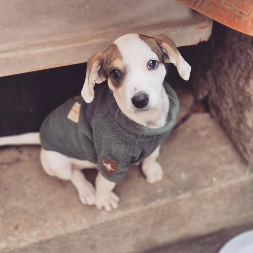 Billy, cachorro de porte pequeno para adoção em Osasco - SP