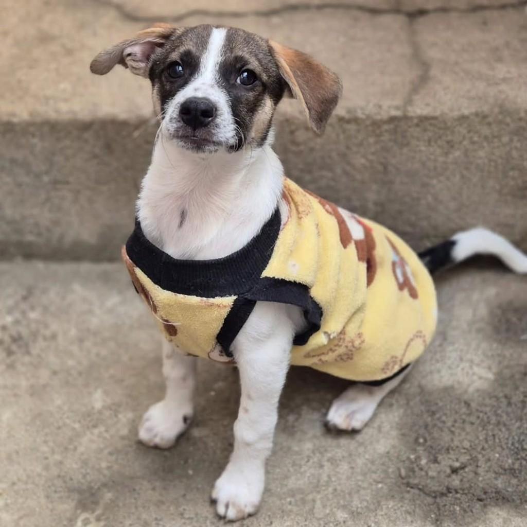 Spiky, cachorro de porte pequeno para adoção em Osasco - SP