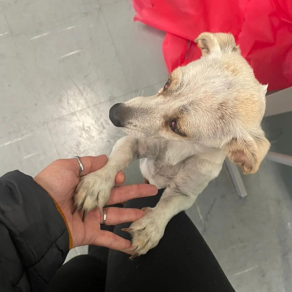 Luna, cachorro de porte pequeno para adoção em Osasco - SP