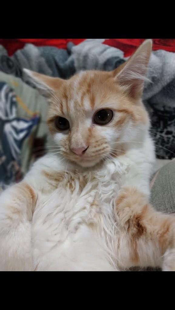 Zé, gato para adoção em Osasco - SP
