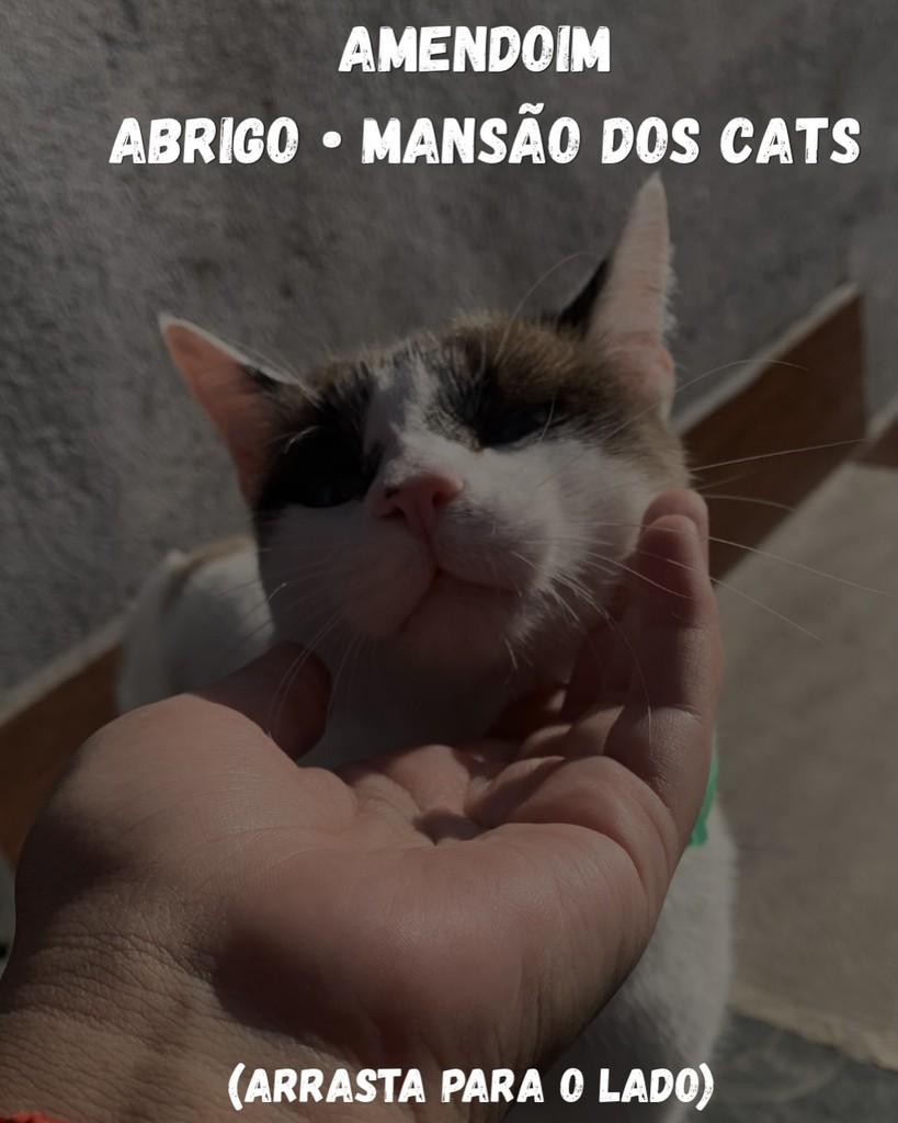 Amendoim, gato de porte pequeno para adoção em Osasco - SP