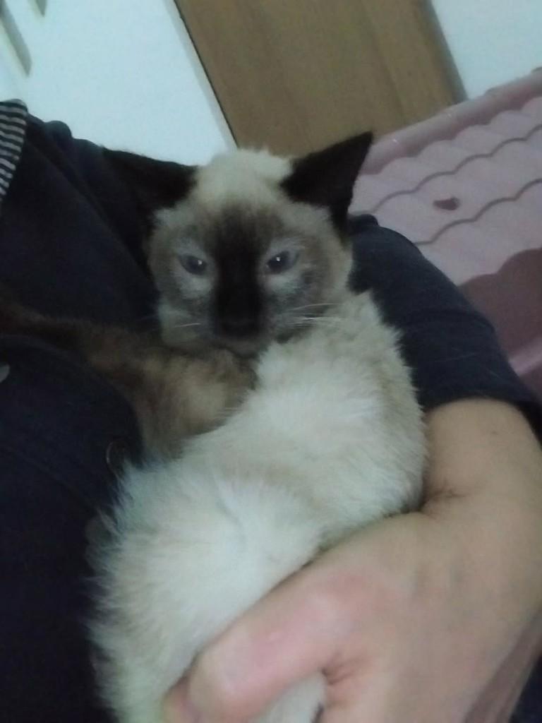 Panda, gata de porte pequeno para adoção em Osasco - SP