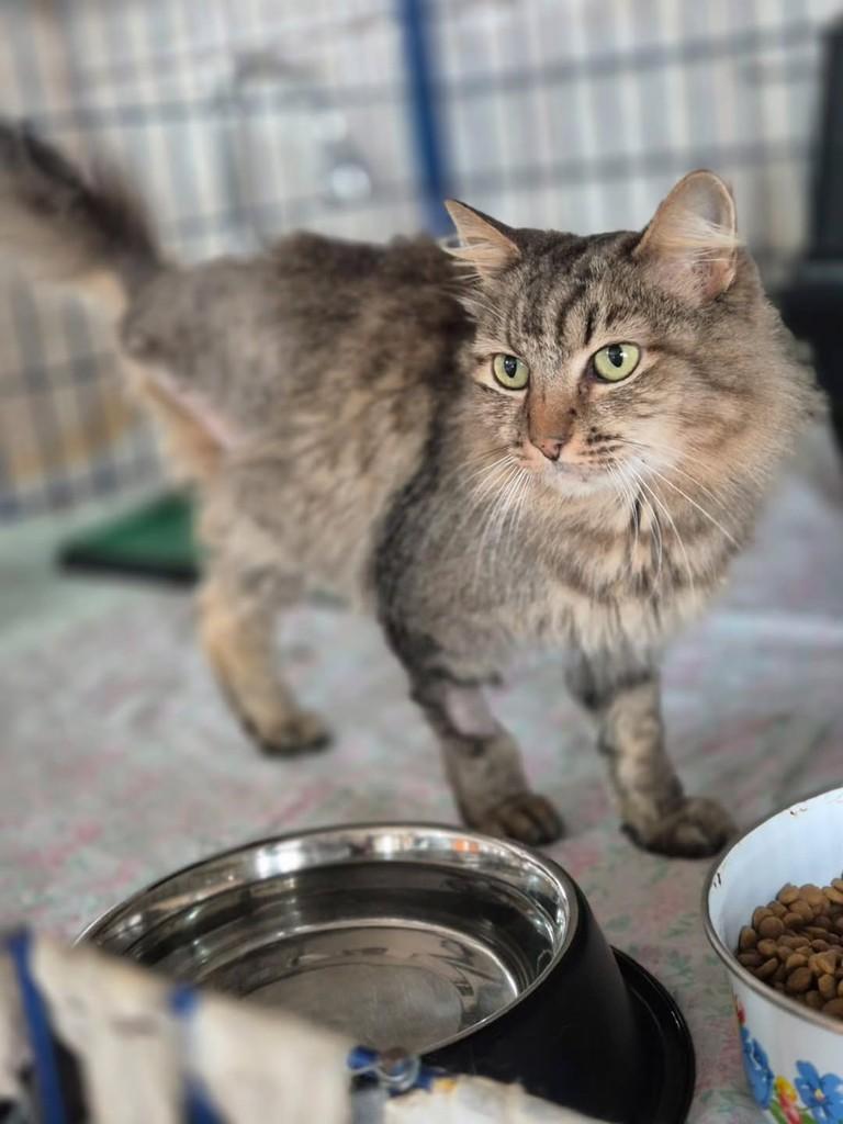 Pirata, gata de porte pequeno para adoção em Osasco - SP