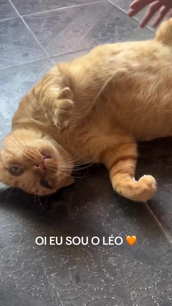 Leo, gato de porte médio para adoção em Osasco - SP