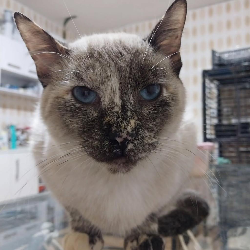 Romana, gata de porte pequeno para adoção em Osasco - SP