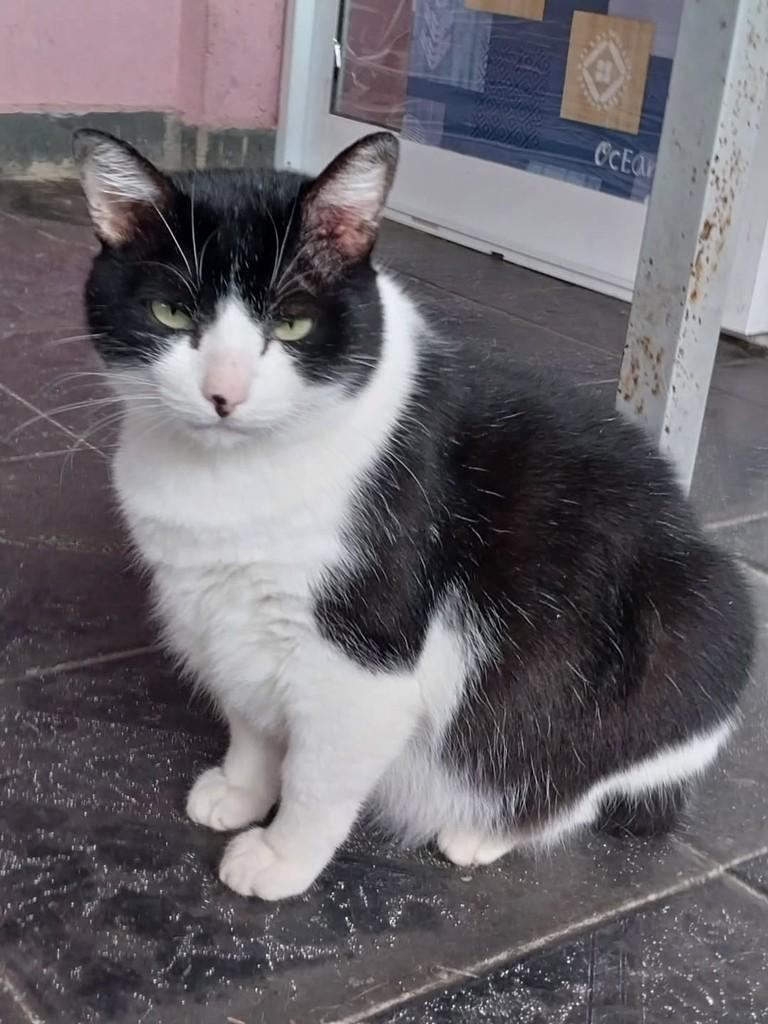 Sansão, gato de porte médio para adoção em Osasco - SP