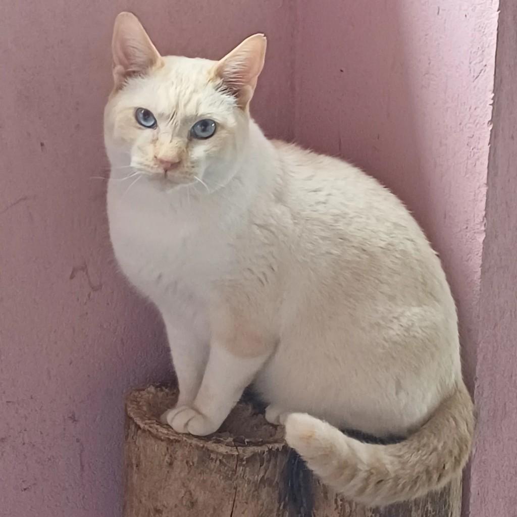 Fausto, gato de porte médio para adoção em Osasco - SP