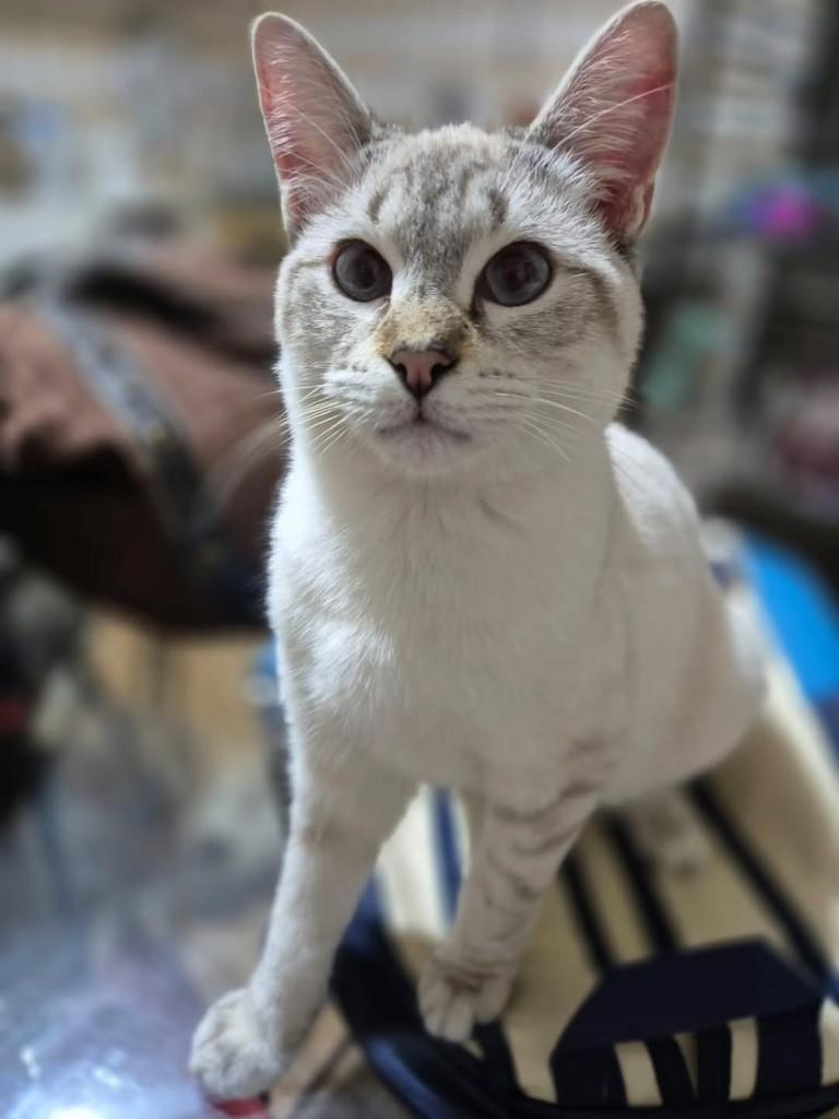 Tico, gato de porte pequeno para adoção em Osasco - SP