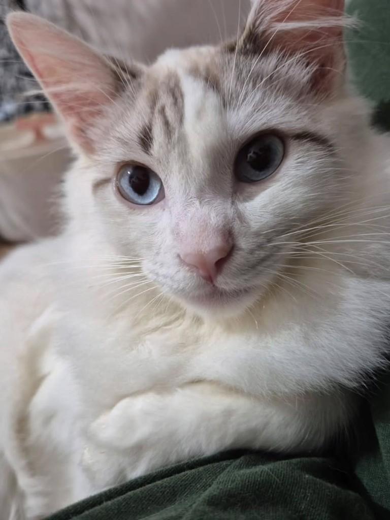 Palmito, gato de porte pequeno para adoção em Osasco - SP