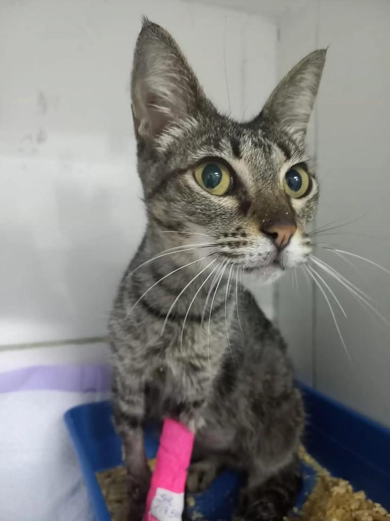 Princesinha, gata de porte pequeno para adoção em Osasco - SP