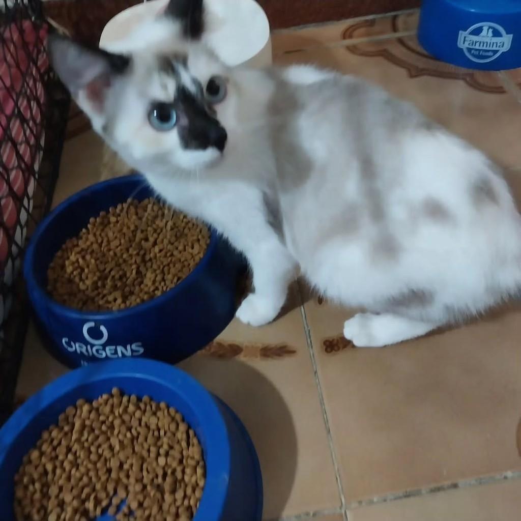 Pompom, gata de porte pequeno para adoção em Osasco - SP