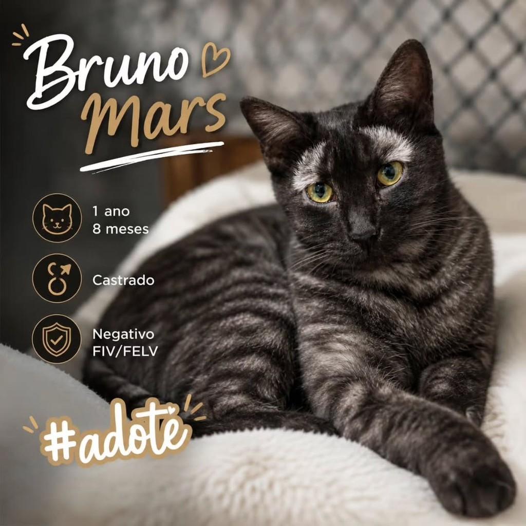 Bruno Mars, gato para adoção em Osasco - SP