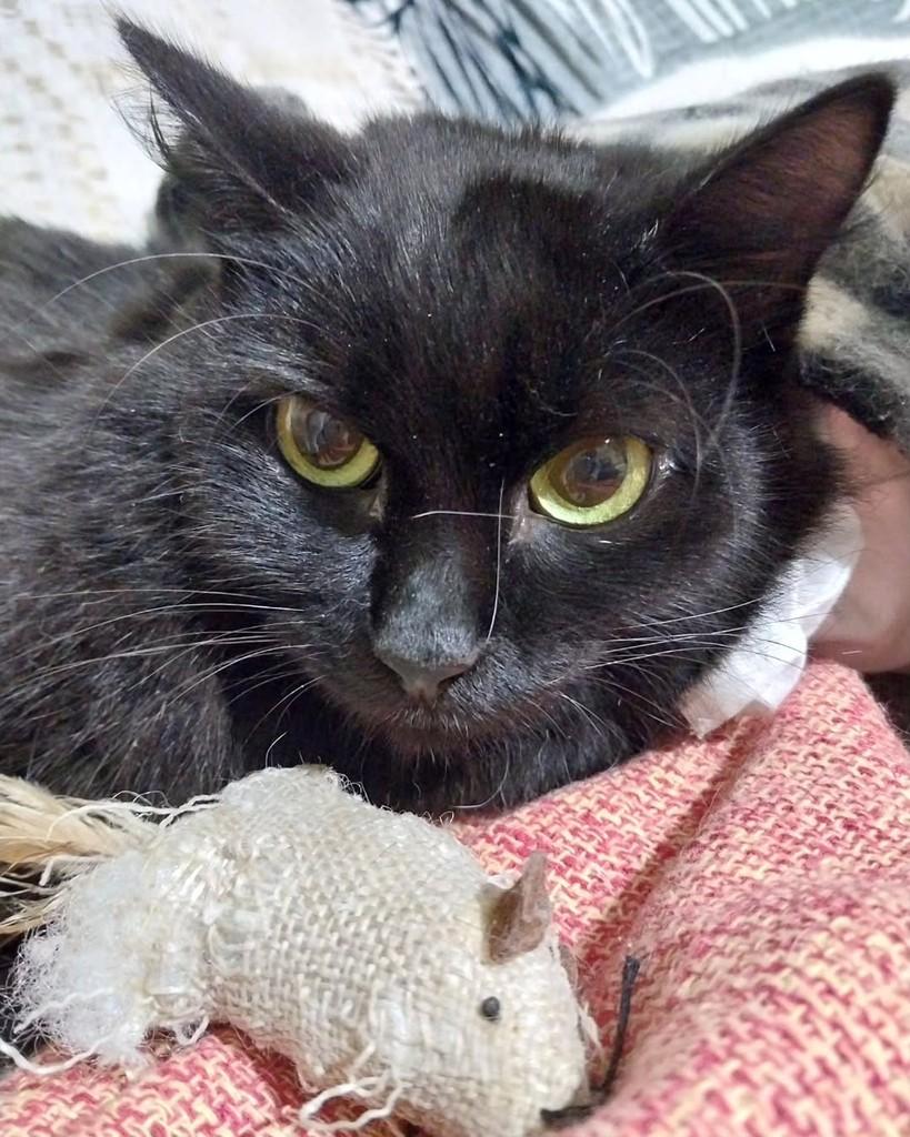 Ravena, gata de porte pequeno para adoção em Osasco - SP