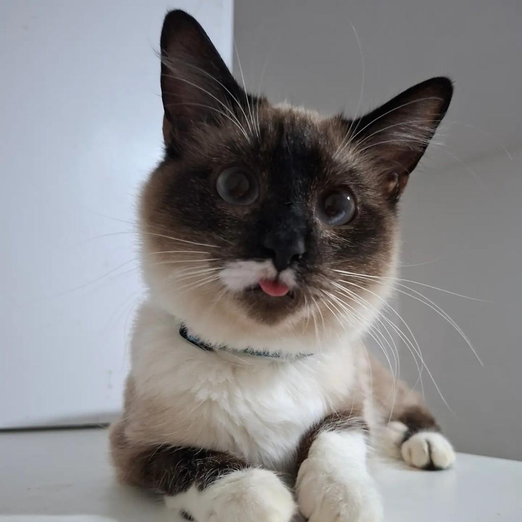Carol, gata de porte médio para adoção em Osasco - SP