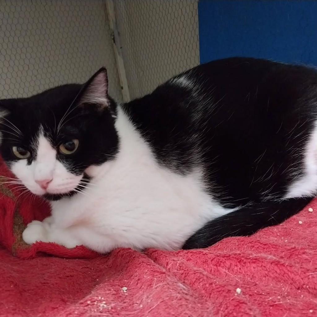 Aurora, gata de porte médio para adoção em Osasco - SP