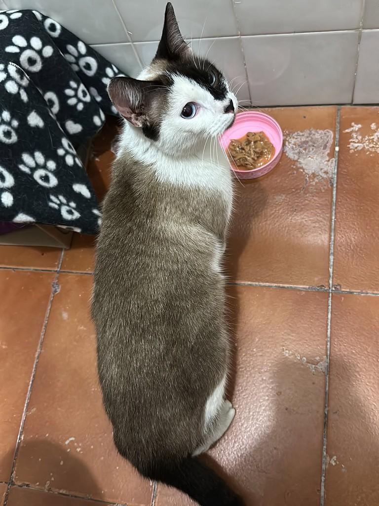 Chloe, gata de porte pequeno para adoção em Osasco - SP
