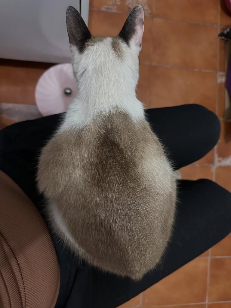 Chloe, gata de porte pequeno para adoção em Osasco - SP — foto 2 de 2