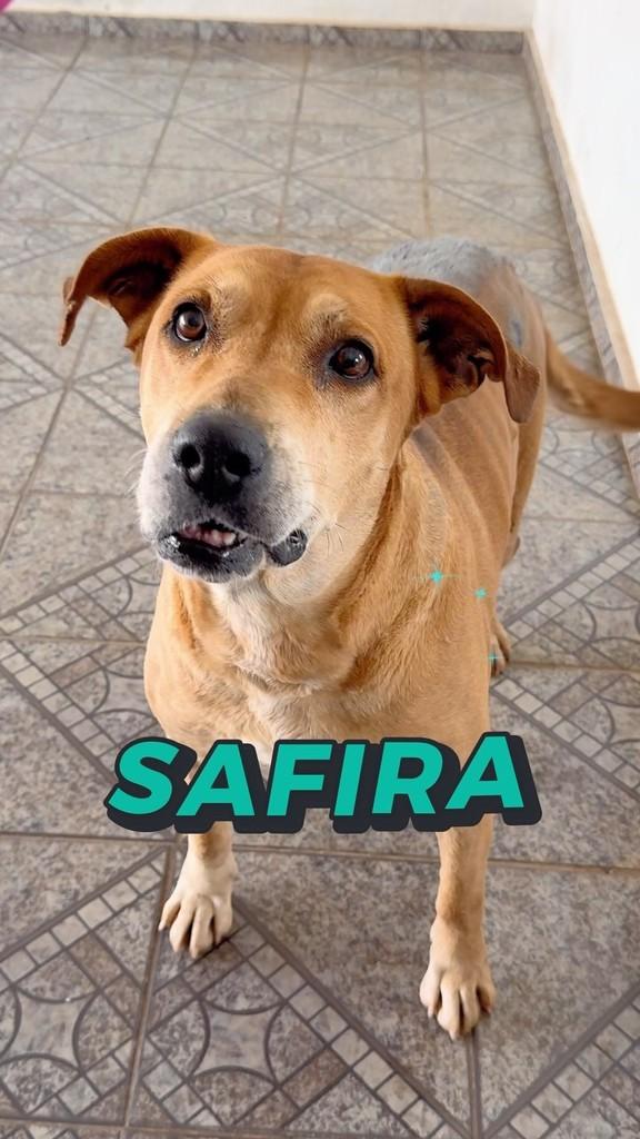 Safira, cadela de porte grande para adoção em Pará de Minas - MG