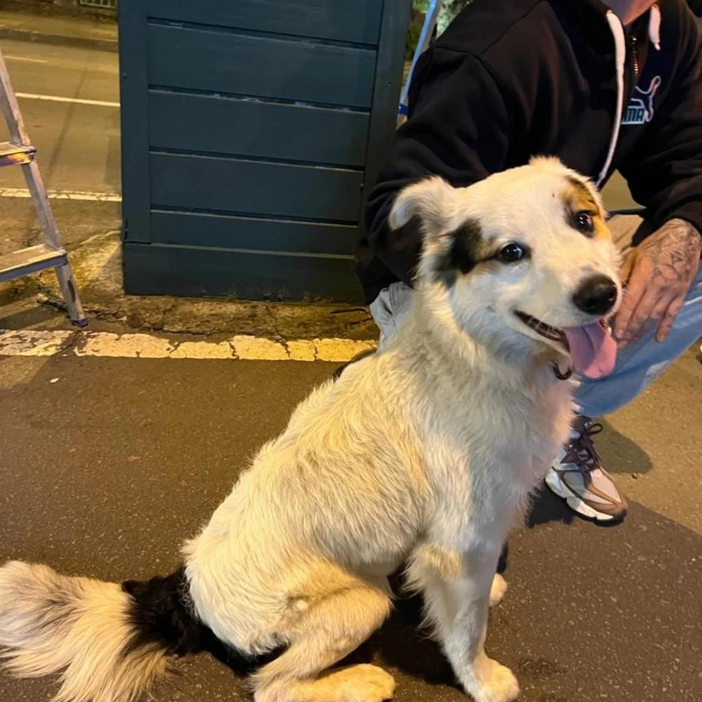 Gramado, cachorro de porte médio para adoção em Gramado - RS