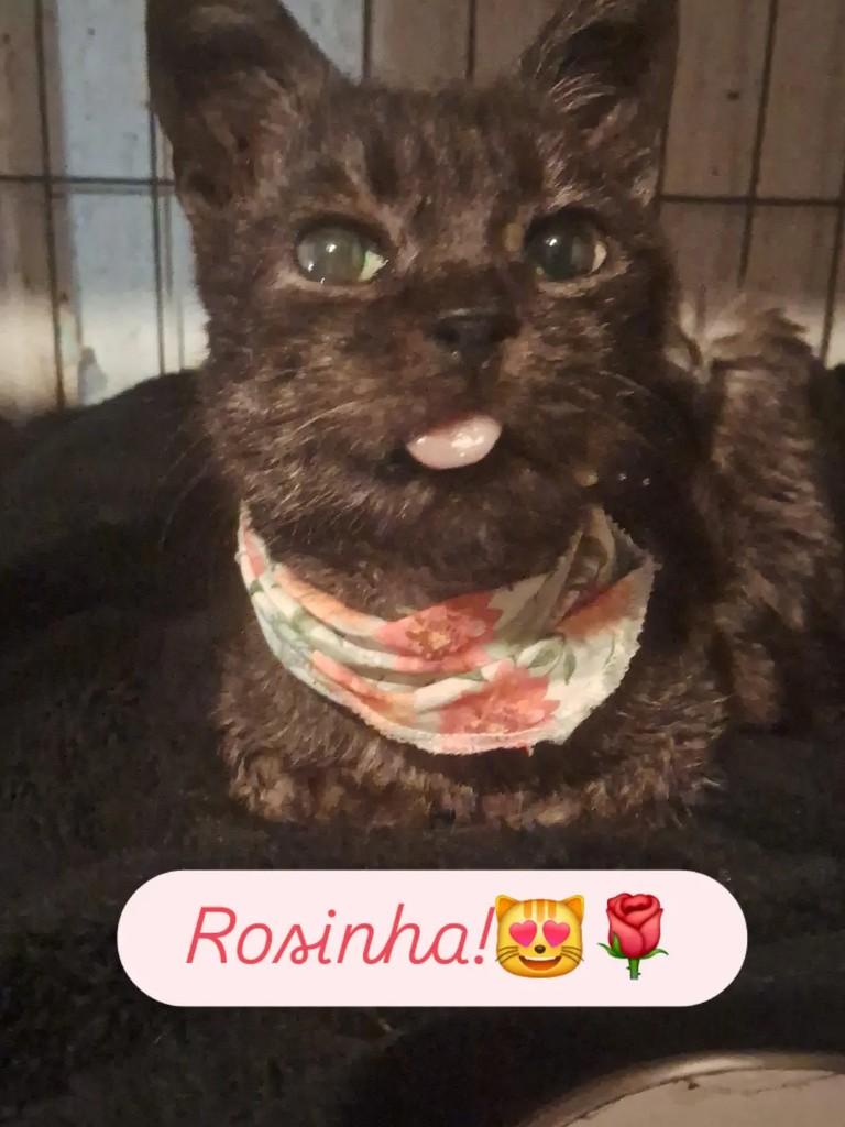 Rosinha, gata de porte pequeno para adoção em Gramado - RS