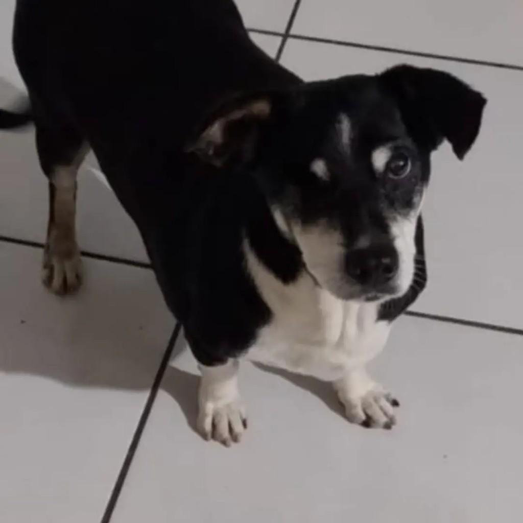 Nelson, cachorro de porte pequeno para adoção em Gramado - RS