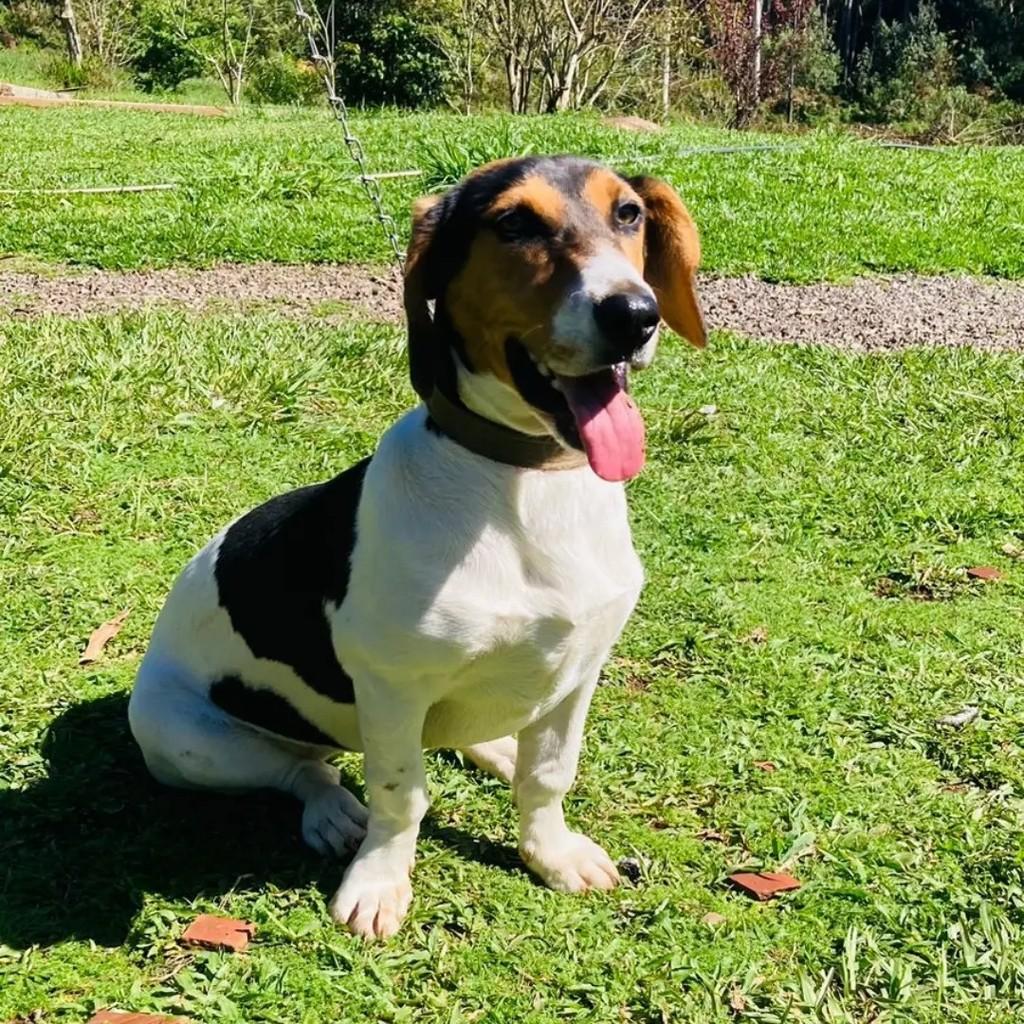 Kiara, cadela de porte pequeno para adoção em Gramado - RS