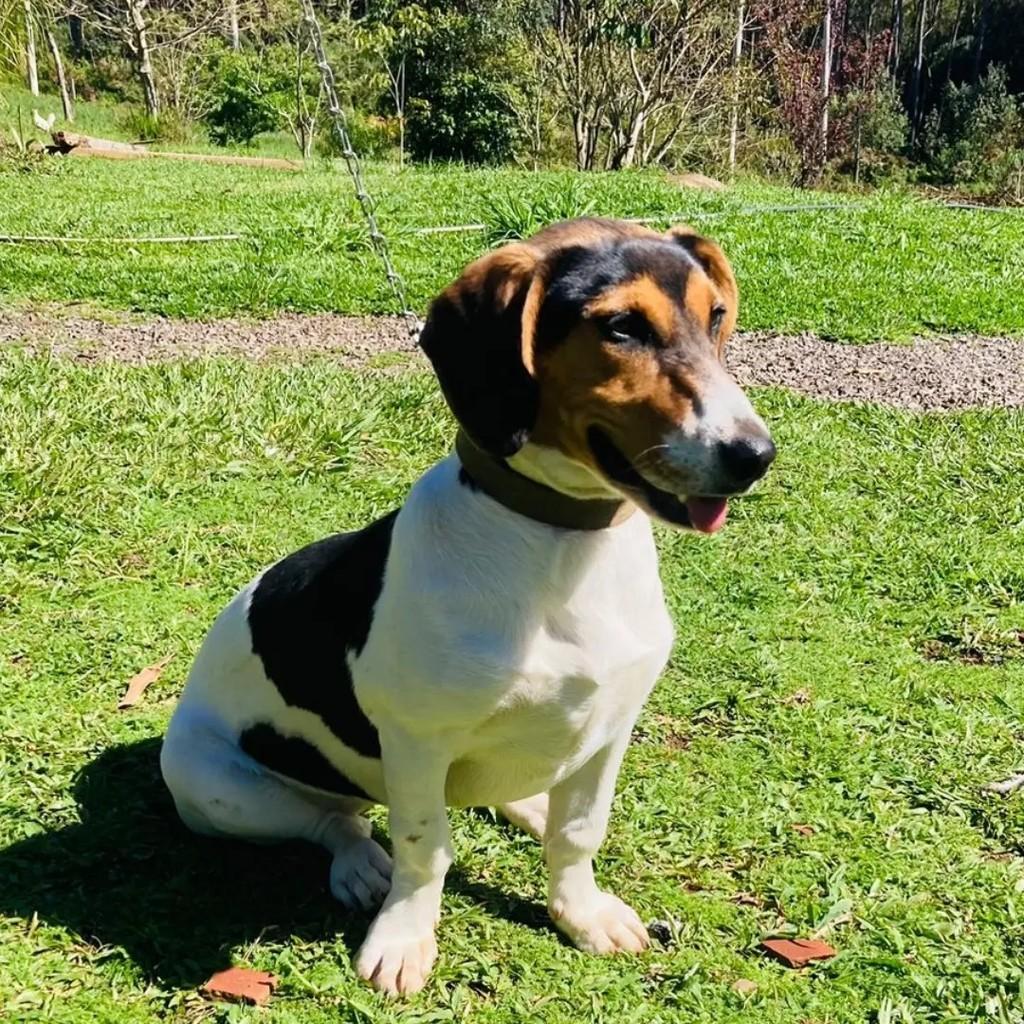 Kiara, cadela de porte pequeno para adoção em Gramado - RS — foto 2 de 4