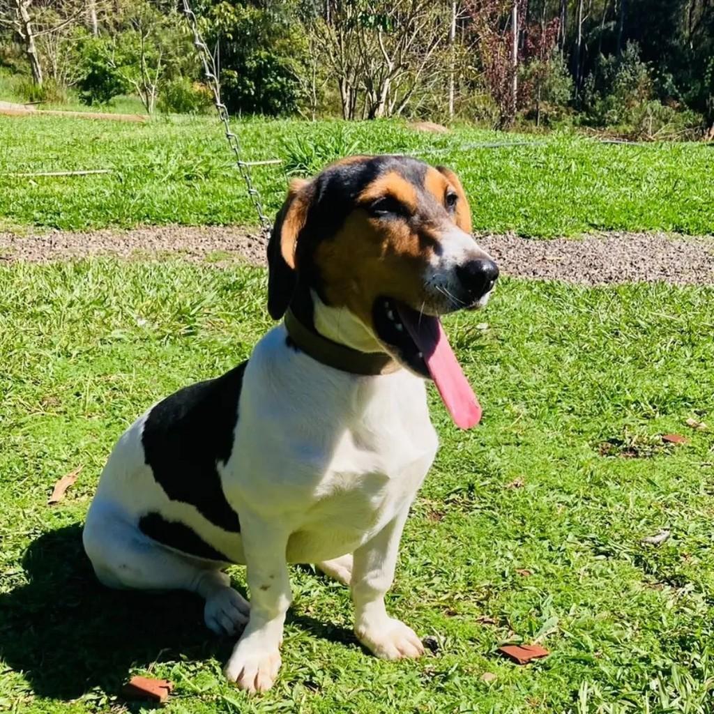 Kiara, cadela de porte pequeno para adoção em Gramado - RS — foto 3 de 4