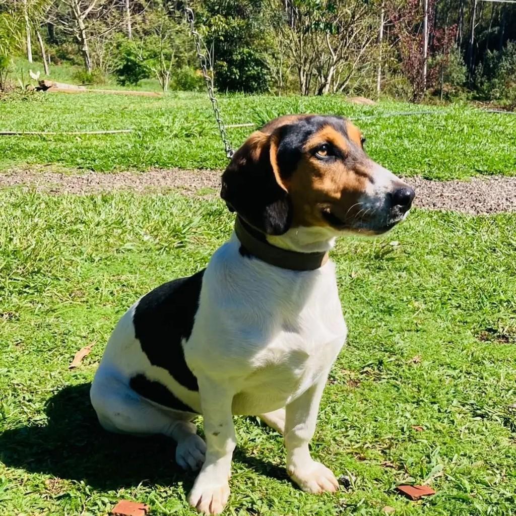 Kiara, cadela de porte pequeno para adoção em Gramado - RS — foto 4 de 4
